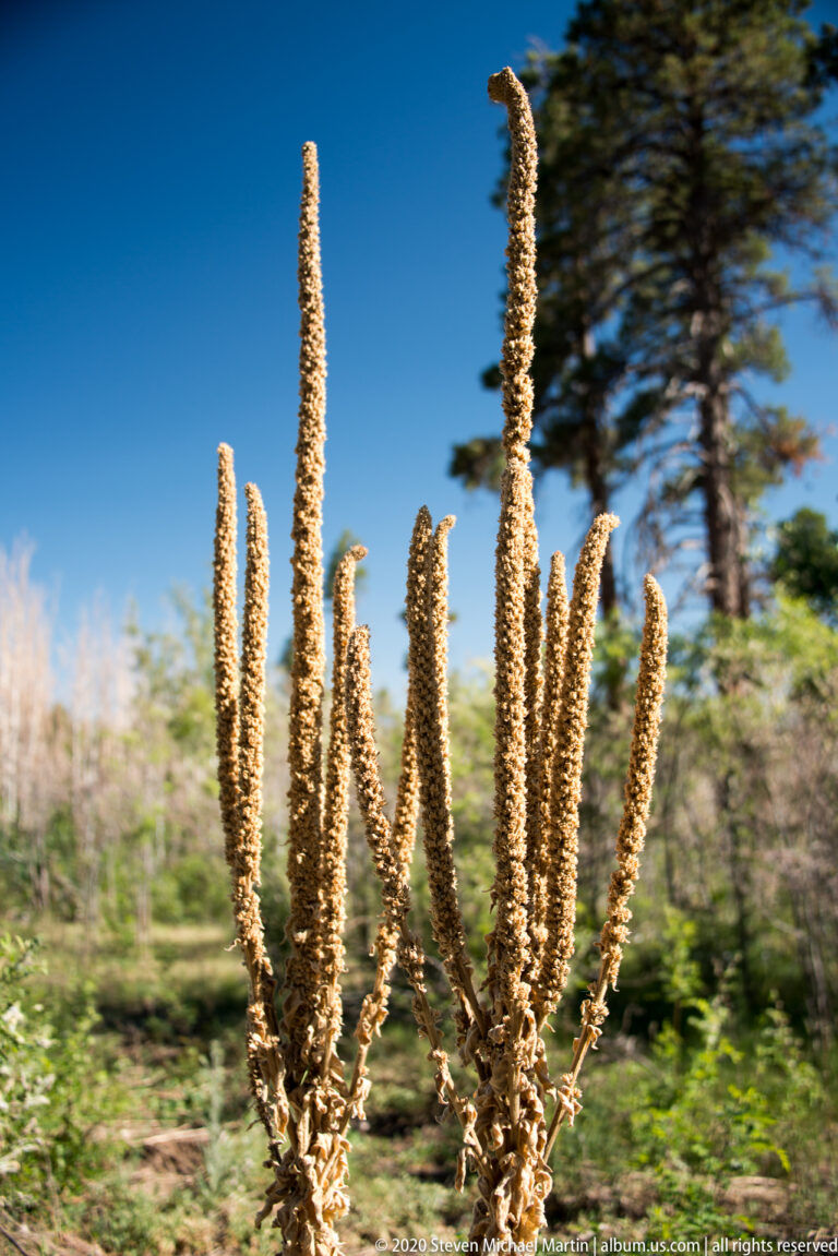 Tall tan seed stalks stand against blue sky, with green woodland softened behind them.