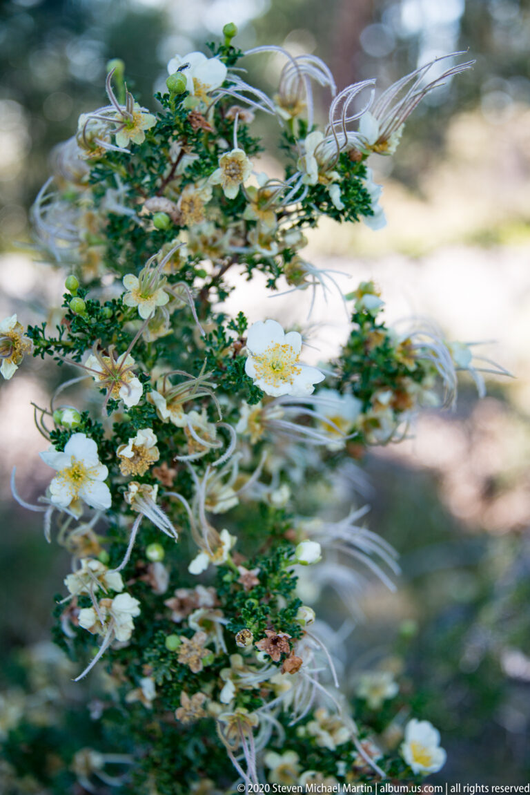 White five-petaled blossoms and long feathery styles spread across thin leafy branches.
