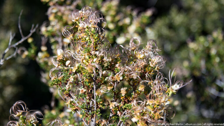 Pale curled seed plumes cluster on a branching shrub against dark green foliage.