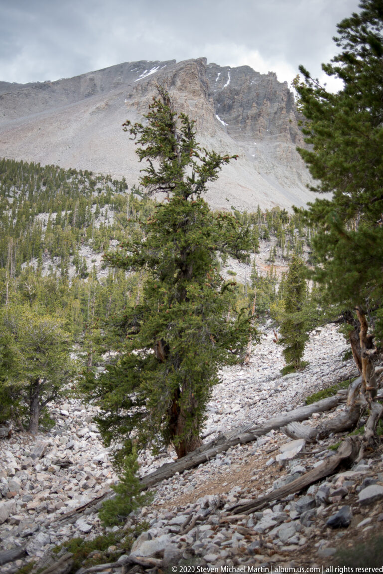 A boulder-filled drainage runs toward a pale mountain slope between scattered pines.