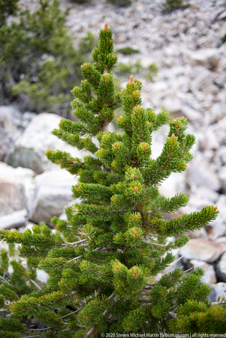 A small green bristlecone pine with orange-tan tips stands against softly blurred pale scree.