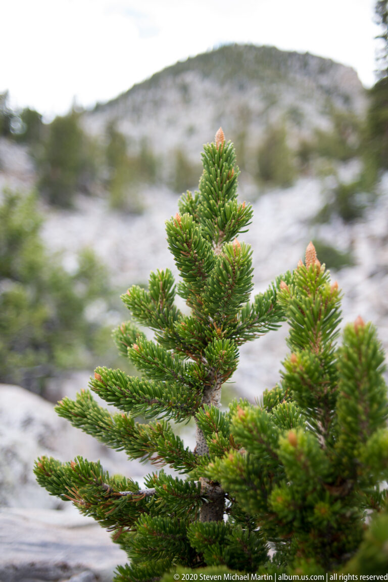 A green bristlecone branch with orange-tan tips is isolated against blurred pale rock.