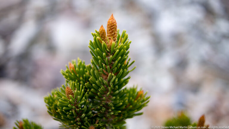 A pointed orange-brown bud rises from a tight cluster of green bristlecone needles.