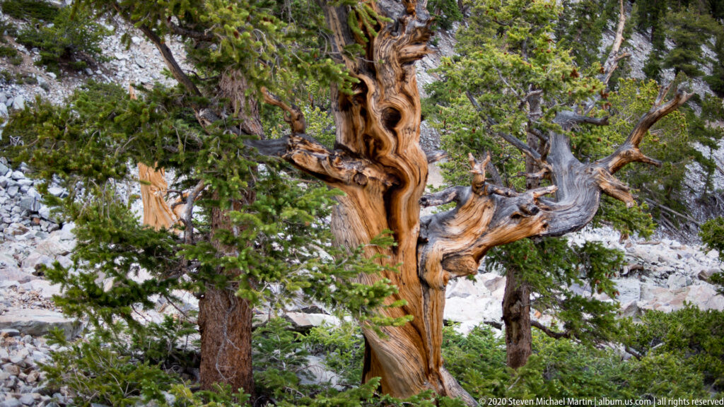 A twisted orange bristlecone trunk stands among green and gray pines on a rocky slope.