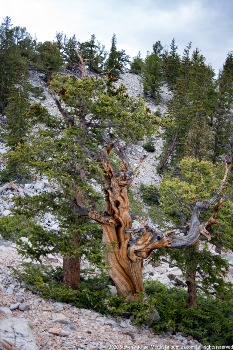 A broad, twisted bristlecone stands among scattered pines across a pale scree slope.