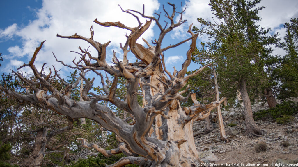 Pale twisted bristlecone limbs spread across blue sky and cloud above green branches.