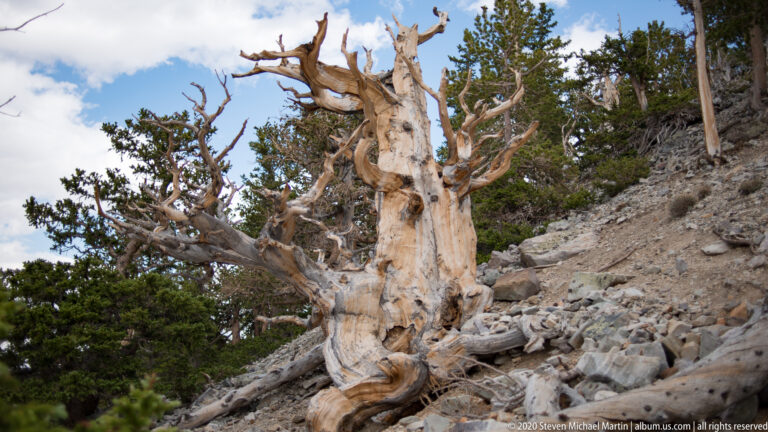 A pale twisted bristlecone rises from loose rock, its branching crown framed by green pines.