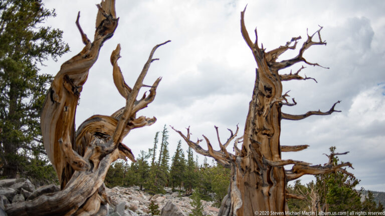 Two weathered bristlecone trunks frame twisted branches against a bright cloudy sky.