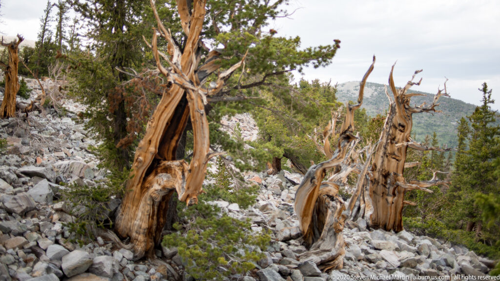 Pale dead trunks stand among green pines on a slope covered with angular limestone.
