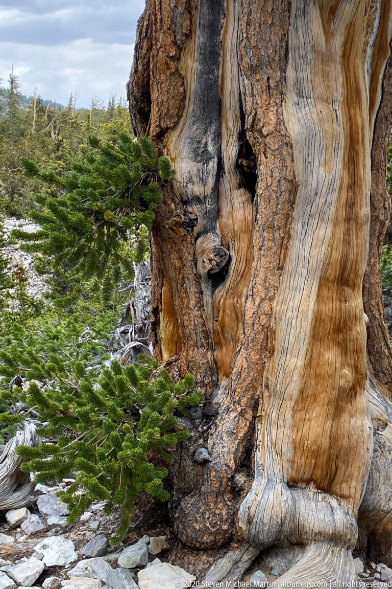 Pale, deeply folded bristlecone wood surrounds a dark hollow, with green branches at the edge.