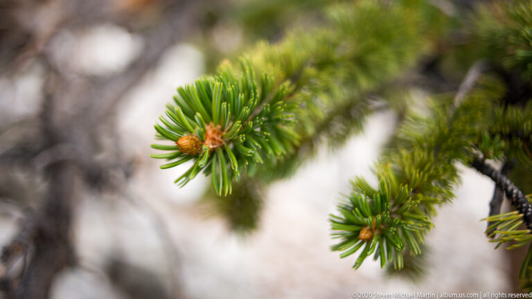 A green bristlecone branch with short needles and amber buds curves across a blurred background.