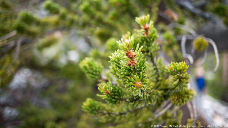 Upright bristlecone shoots with pale needles and reddish buds stand against a blurred rocky background.