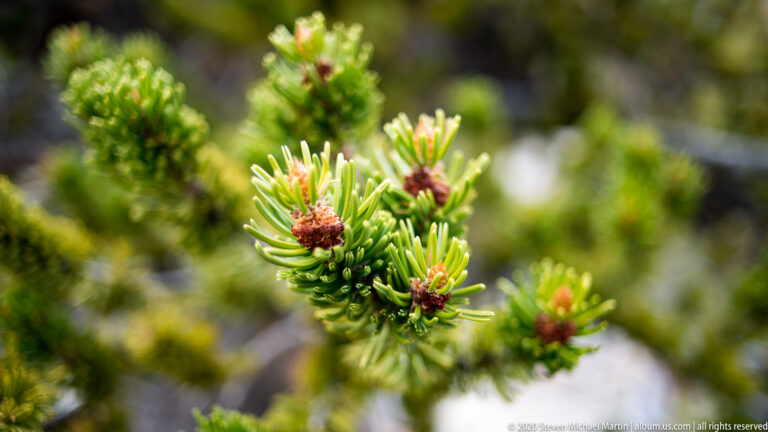 Russet buds and short green needles cluster on a bristlecone branch against dark blurred foliage.