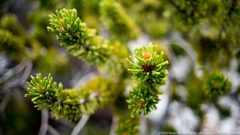 Two green bristlecone branch tips with brown buds stand at different depths against a dark blur.