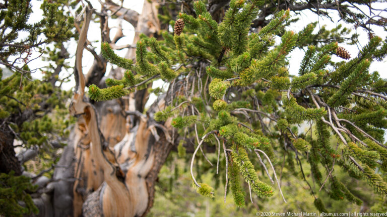 A green bristlecone branch crosses in front of a pale, weathered trunk and bare limbs.