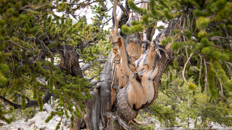 A pale grooved bristlecone trunk rises through dense green needles, with dark cavities in the wood.