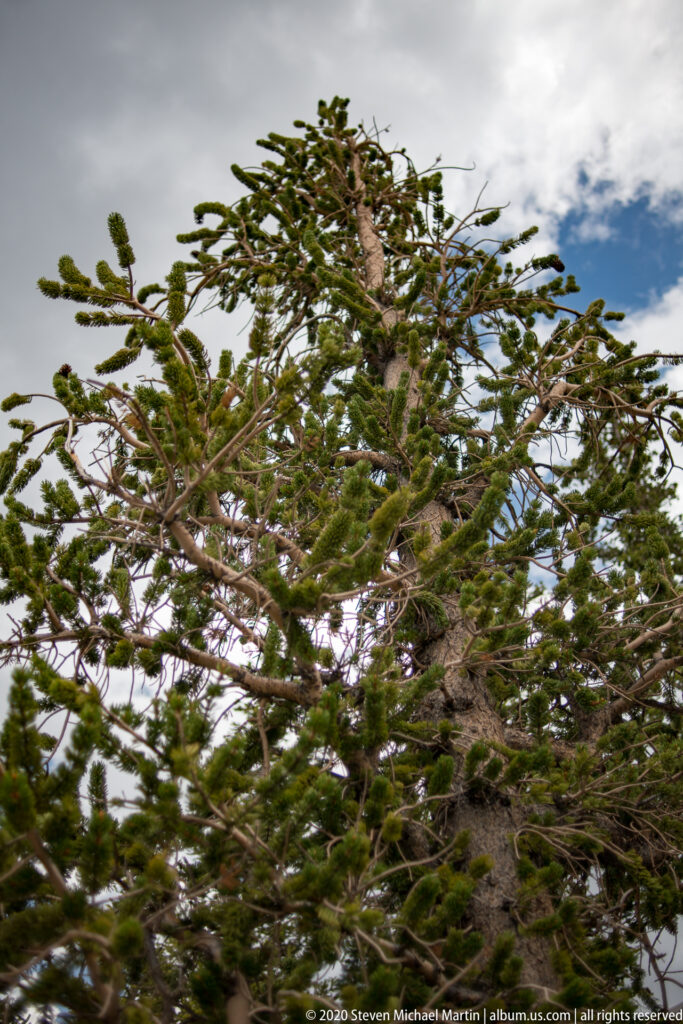 A broad bristlecone crown spreads its green branches against a partly cloudy sky.