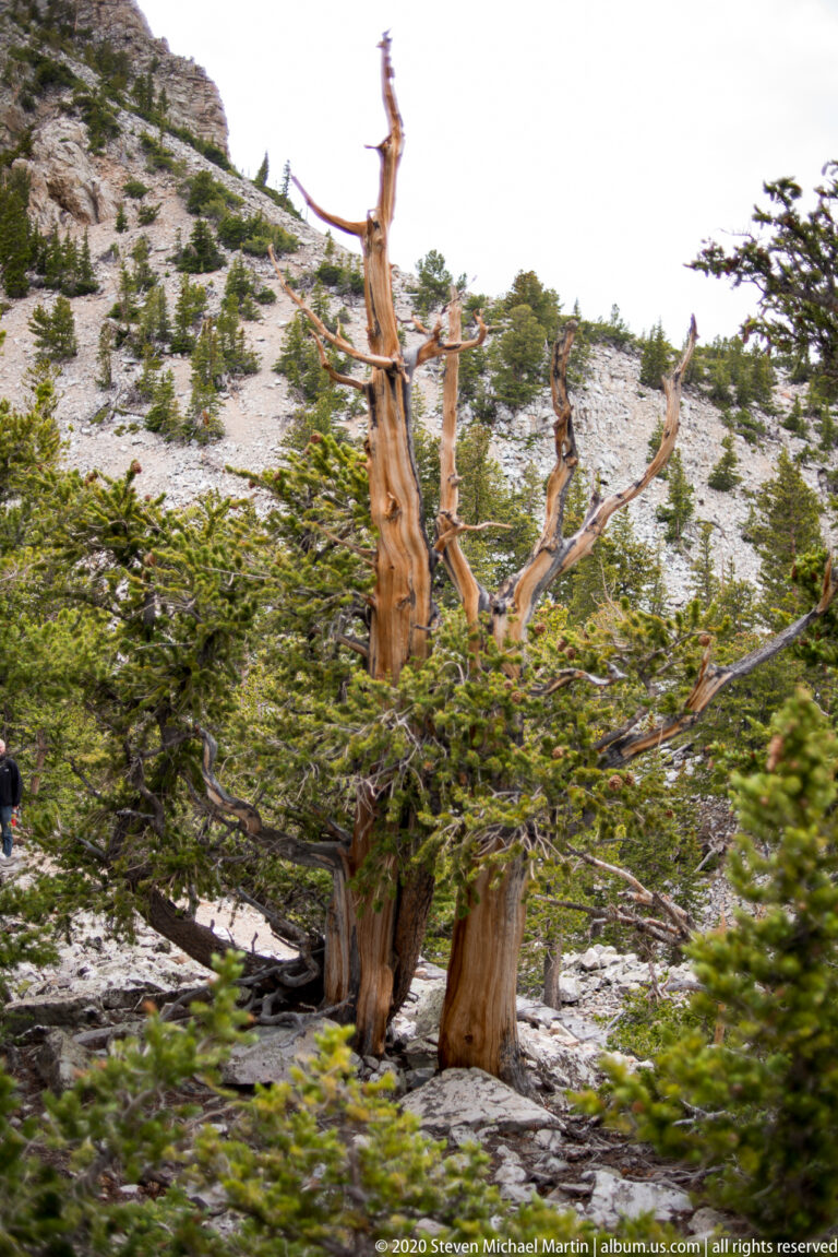 A twisted bristlecone trunk rises above low green pines on a pale rocky slope.