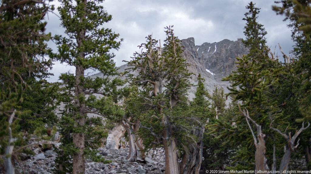 Bristlecone pines fill a rocky slope beneath a gray, snow-streaked mountain ridge.