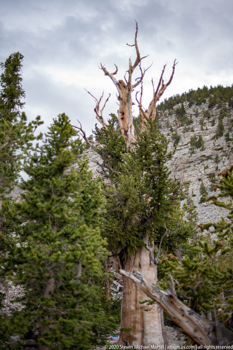 Bare orange bristlecone branches rise behind dense green pines on a pale rocky slope.