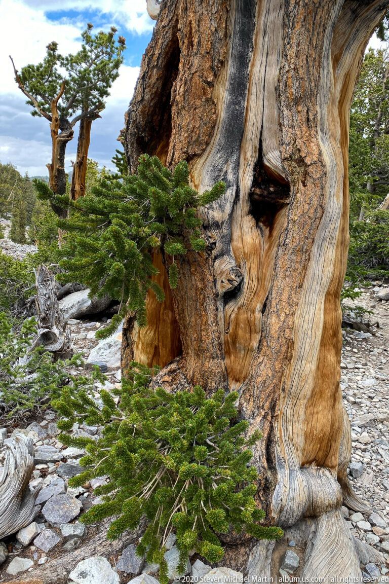 A massive weathered bristlecone trunk rises behind a green branch, surrounded by pines and pale stones.