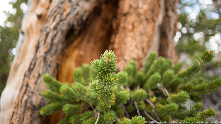A green bristlecone shoot with a reddish bud stands before blurred orange-gray bark.
