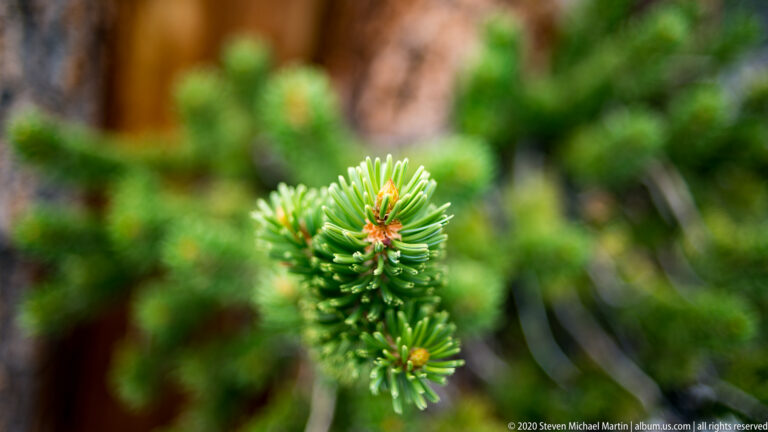 A sharply focused pine twig with green needles and orange-brown buds sits before blurred foliage.