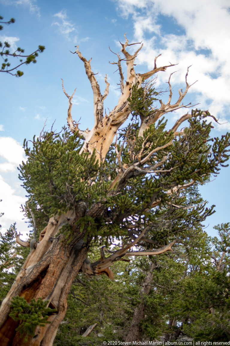 A thick twisted trunk angles upward into a wide canopy, with bleached branches extending above it.