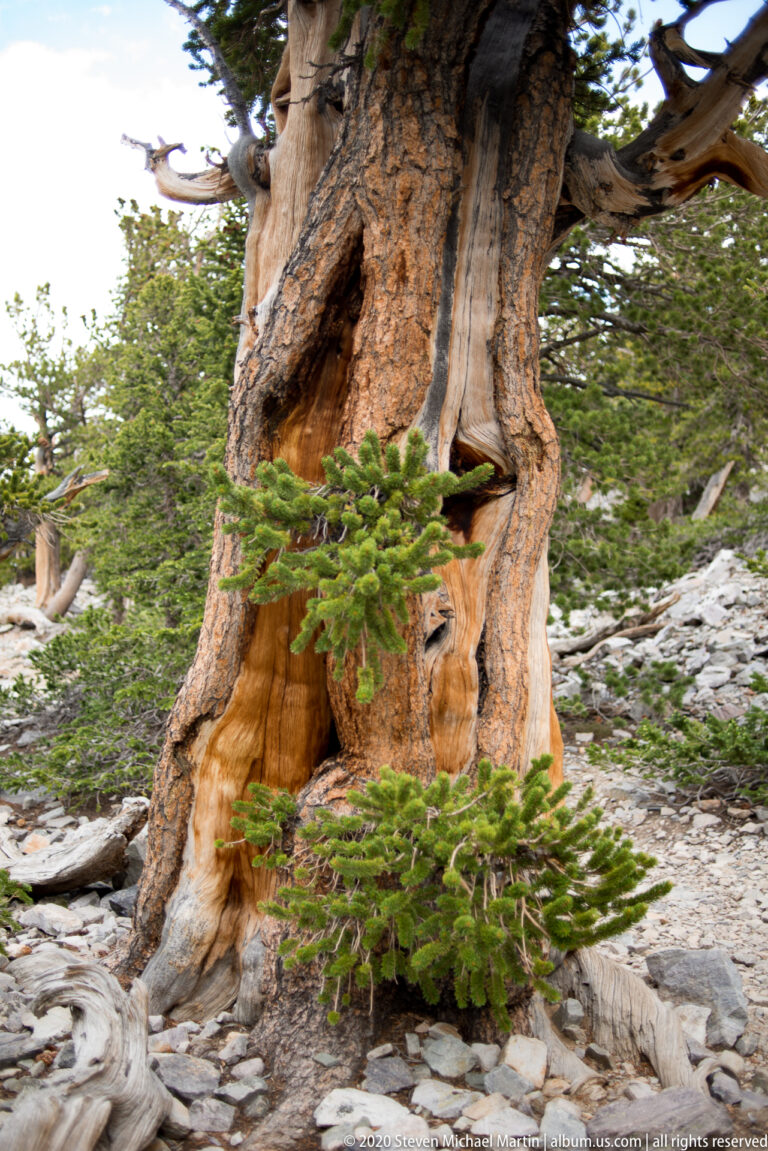 A deeply weathered trunk with a dark split rises above rocky ground crossed by green and bleached branches.