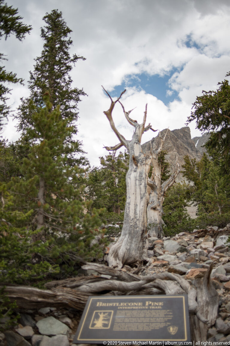 A pale, branchless trunk rises in a rocky grove, with an information plaque in the foreground.
