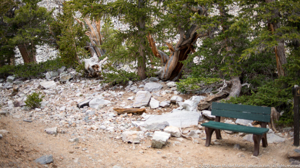 A low green bench stands at right among stones, fallen wood, and mature evergreen trees.