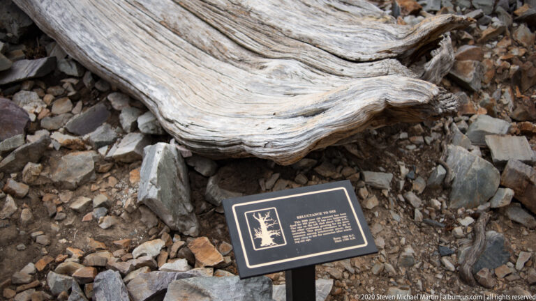 A smooth, weathered trunk crosses the upper frame while a dark sign stands among stones below.