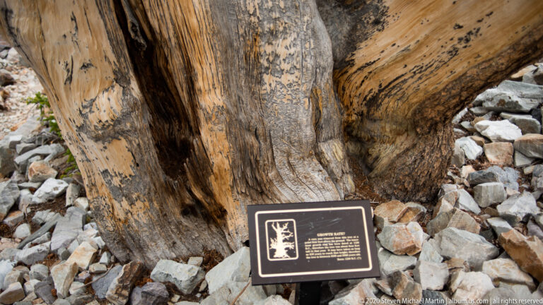 Pale and ochre trunk sections fill the upper frame; a small black sign stands among stones at bottom.