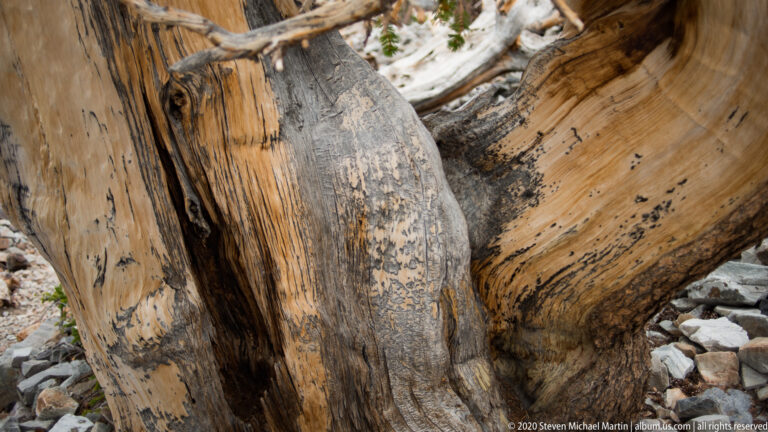 Large pale branches cross diagonally over a darker trunk, with rocks and green foliage behind.