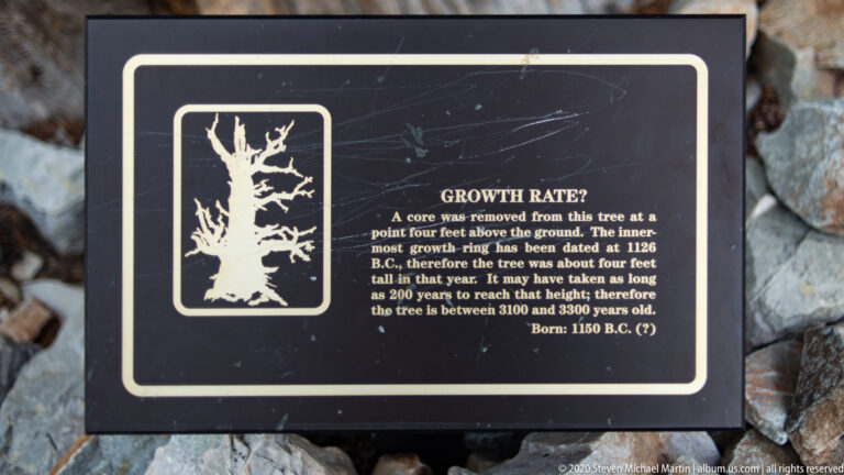 A black panel with a tree silhouette and the heading “Growth Rate?” rests among pale stones.