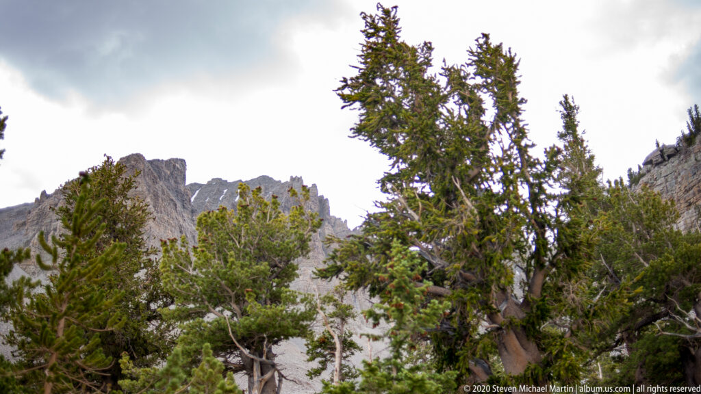A tall pine stands near center among shorter trees, with bright rocky peaks behind.
