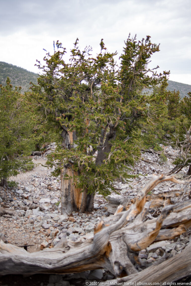 A low evergreen canopy fills the center above pale rocks, with a ridge beneath a cloudy sky.