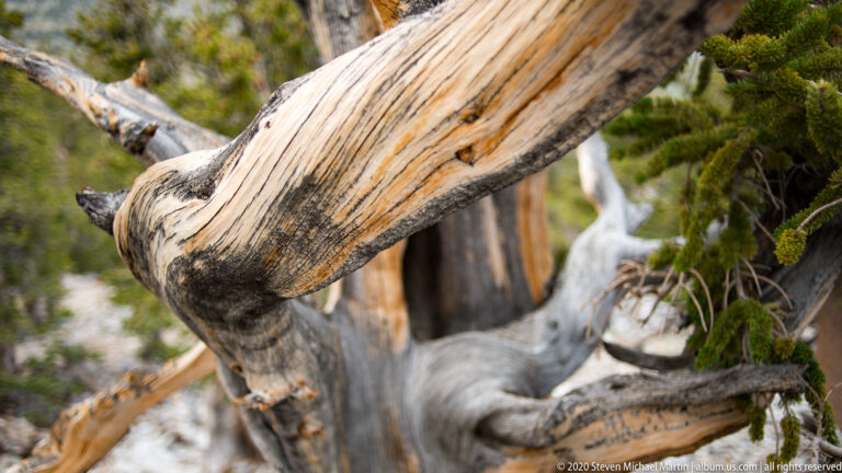 A large pale branch bends across the frame above a dark trunk, with green foliage out of focus behind.