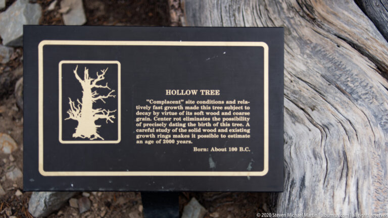 A black interpretive panel with a tree icon sits in front of broad gray and brown bark.
