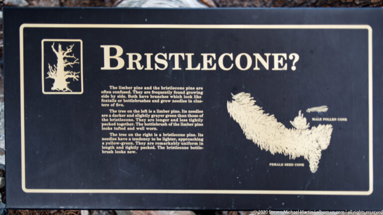 A black panel with the heading “Bristlecone?” and pale cone illustrations fills the frame.