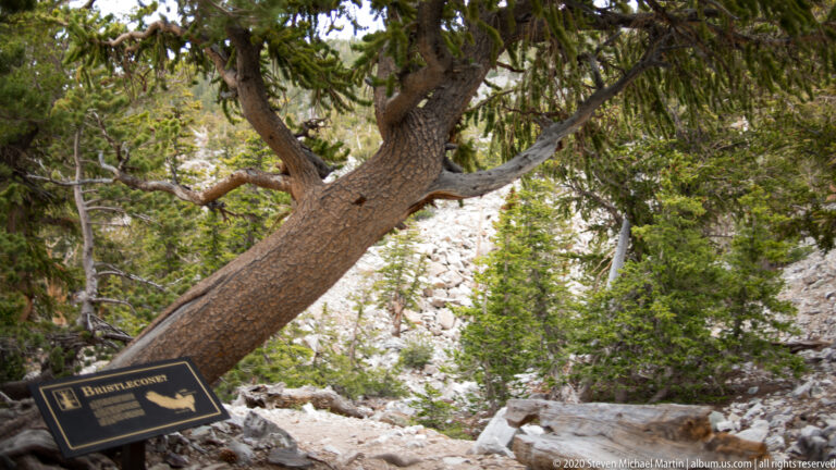 A thick living trunk crosses overhead; a dark plaque stands at lower left among pines and stones.
