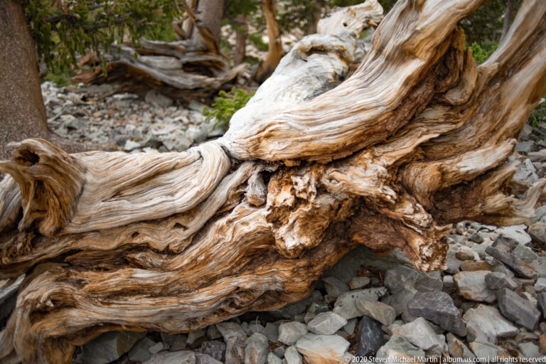 A fallen pale trunk with multiple knots and branches stretches across a rocky forest floor.