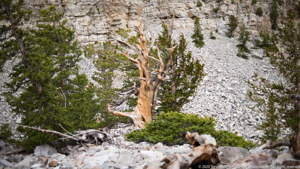 A narrow gnarled trunk rises near center from pale rocks, with green branches and trees around it.