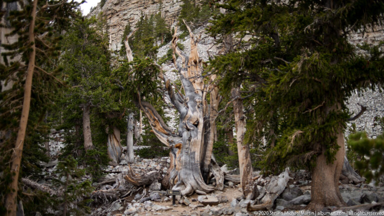 A light trunk and curved branches rise at center, surrounded by shadowed pines and fallen wood.