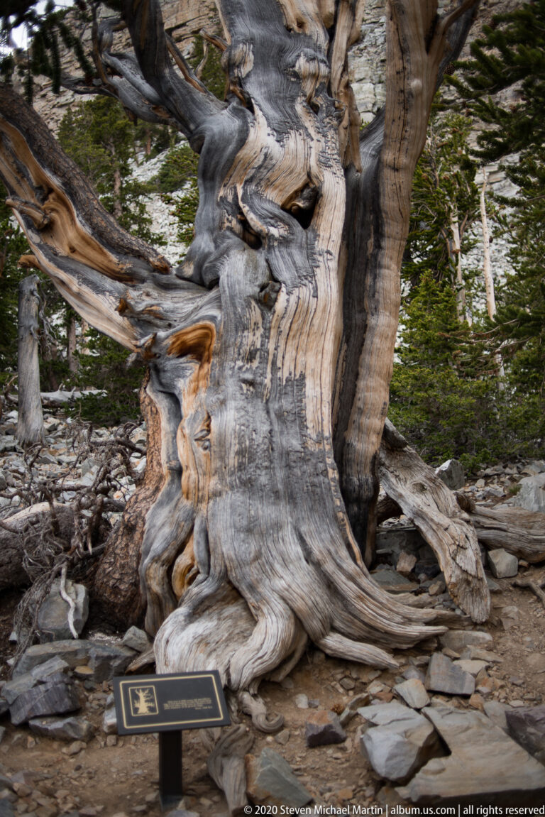 Close pale and gray bark fills the view above exposed roots and a low dark sign.