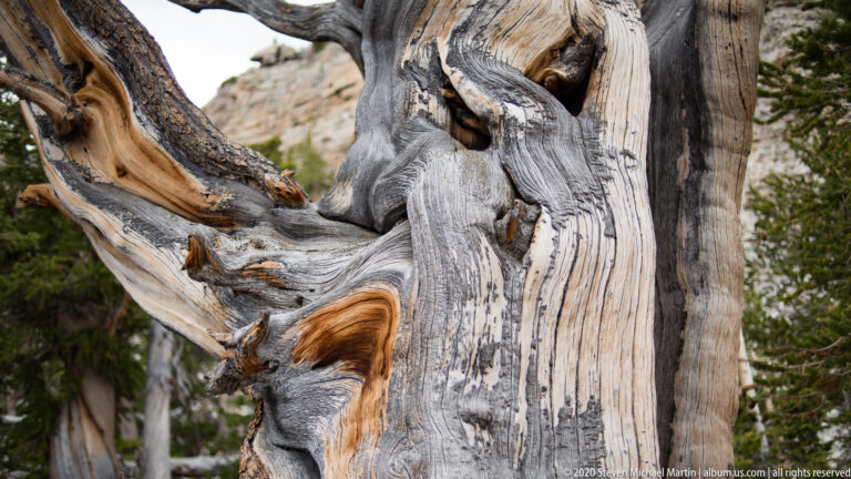 Thick weathered limbs curve around a dark hollow, with green foliage and rock visible behind.