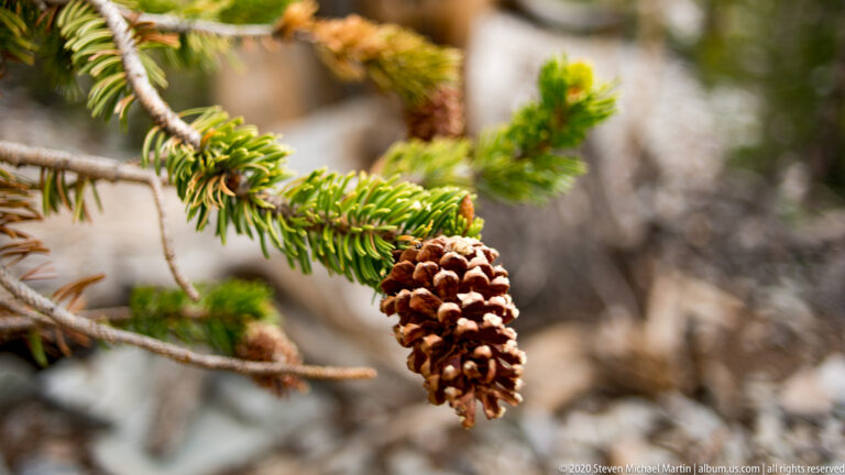 A single brown cone hangs from a green branch with short needles and blurred woodland behind.