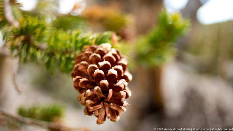 A large pine cone stands upright in the foreground, with soft green needles behind it.
