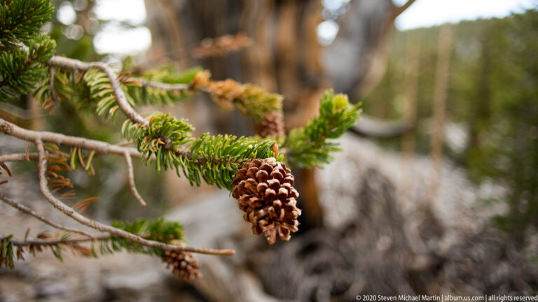 A prominent hanging cone and a smaller cone sit among green needles against a blurred forest.