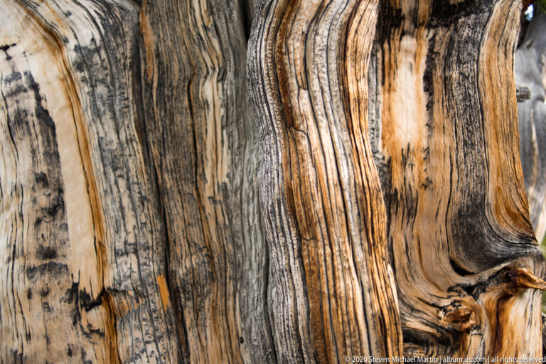 A weathered trunk fills the image with long ridges, narrow cracks, and dark streaks.
